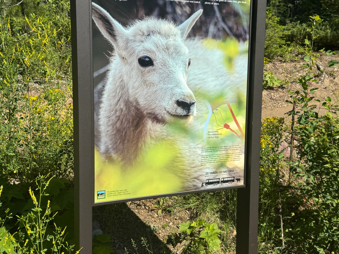 Goat Lick Overlook-冰河国家公园必去景点