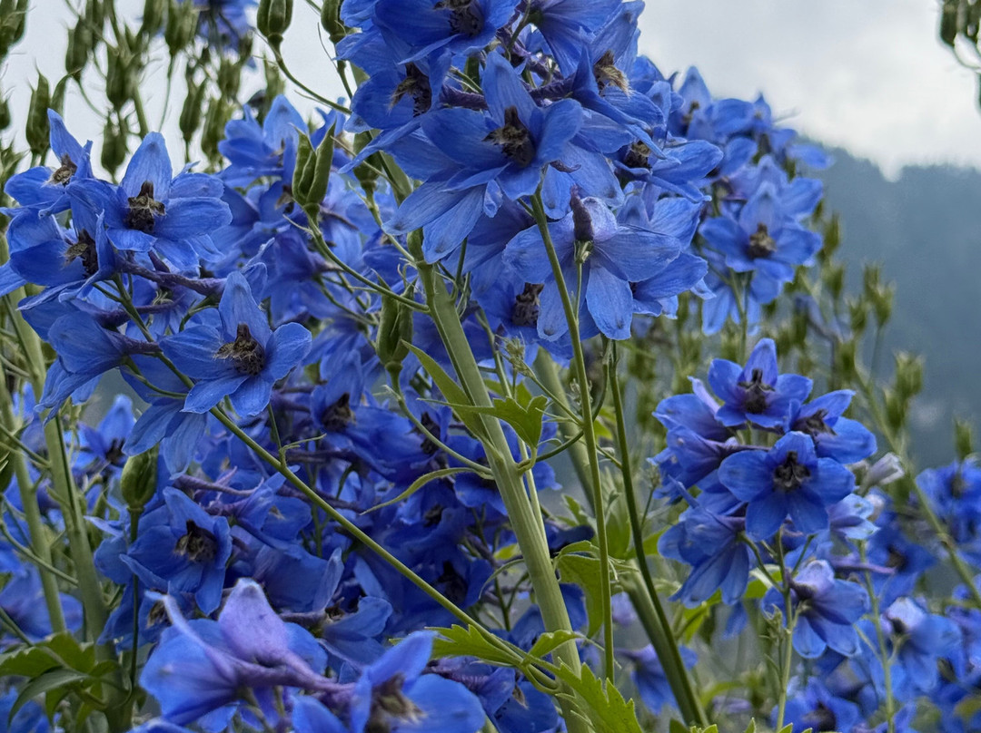 Rosarium Uhrerhof-奥蒂塞伊必去景点