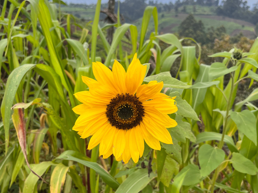 Gatamaiyu Forest-Kikuyu必去景点
