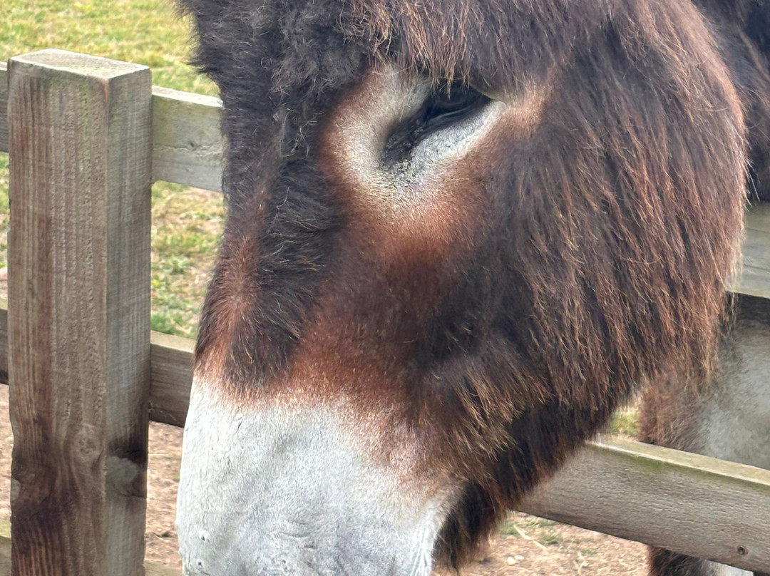 Radcliffe Donkey Sanctuary-Huttoft必去景点