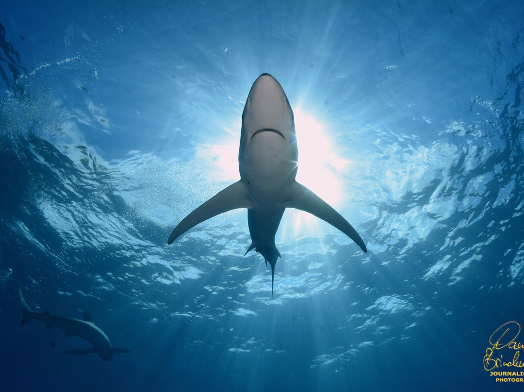 Go Shark Azores-奥尔塔必去景点