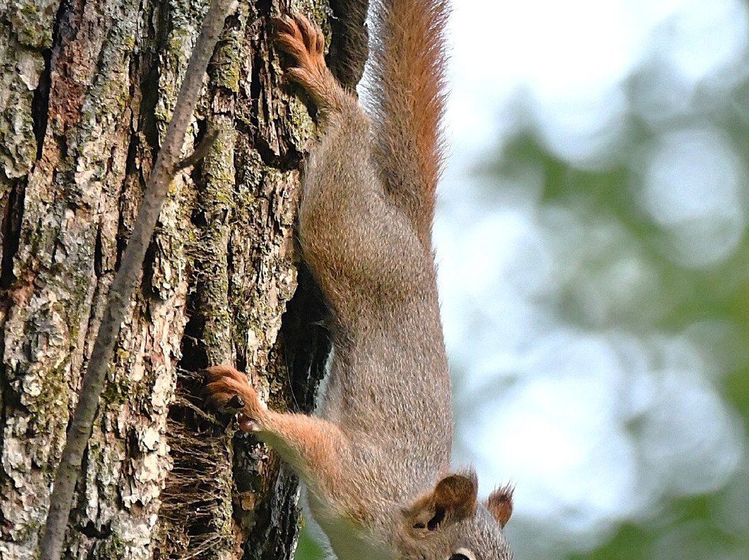Ice Age Trail-Cross Plains必去景点