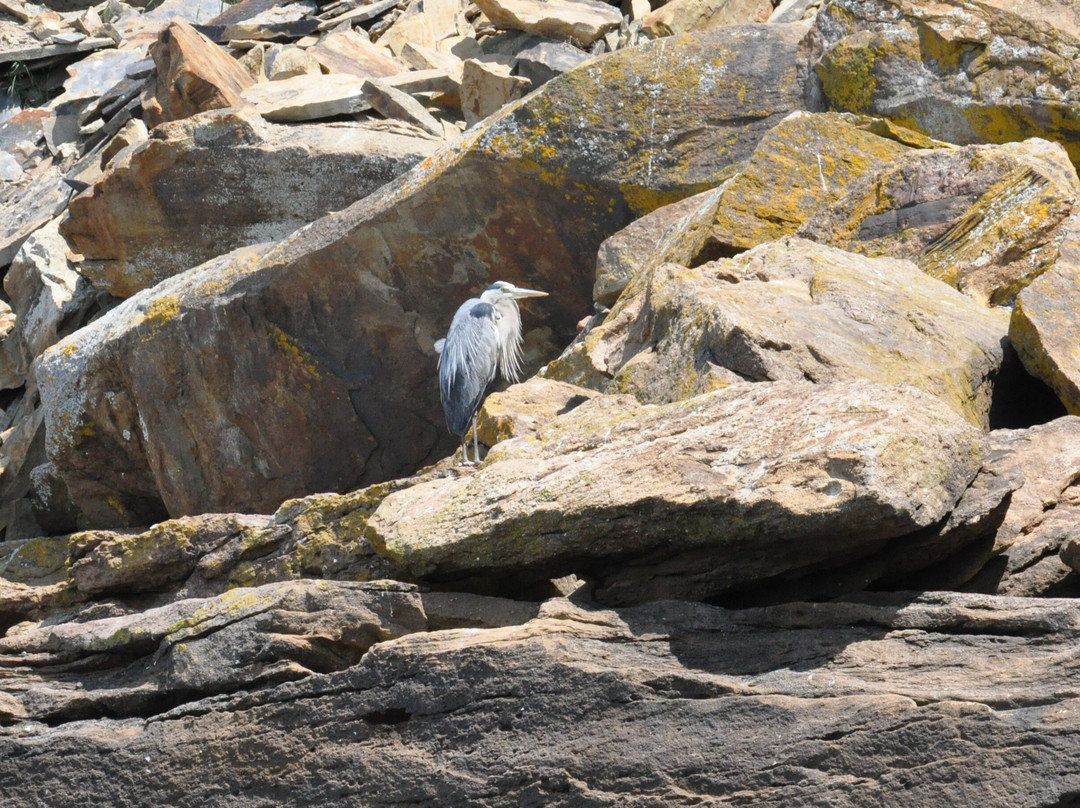 Donelda's Puffin Boat Tours-Englishtown必去景点