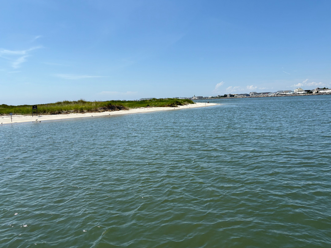 Salt Marsh Safari The Skimmer-Stone Harbor必去景点