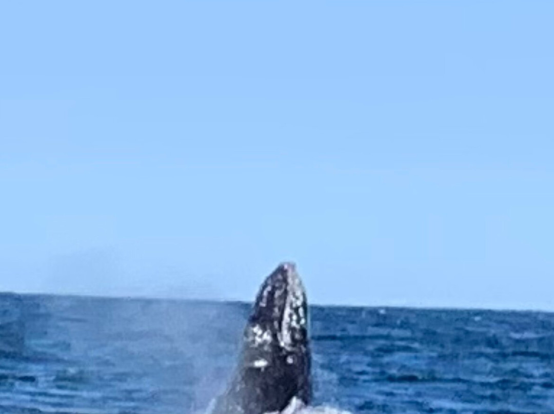 Aria Cruises-克利夫兰必去景点