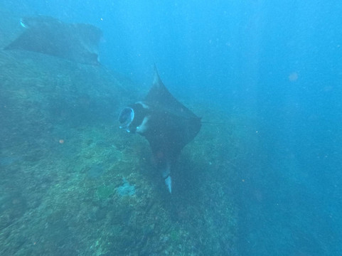 蓝梦岛巴厘潜水学院-蓝梦岛必去景点
