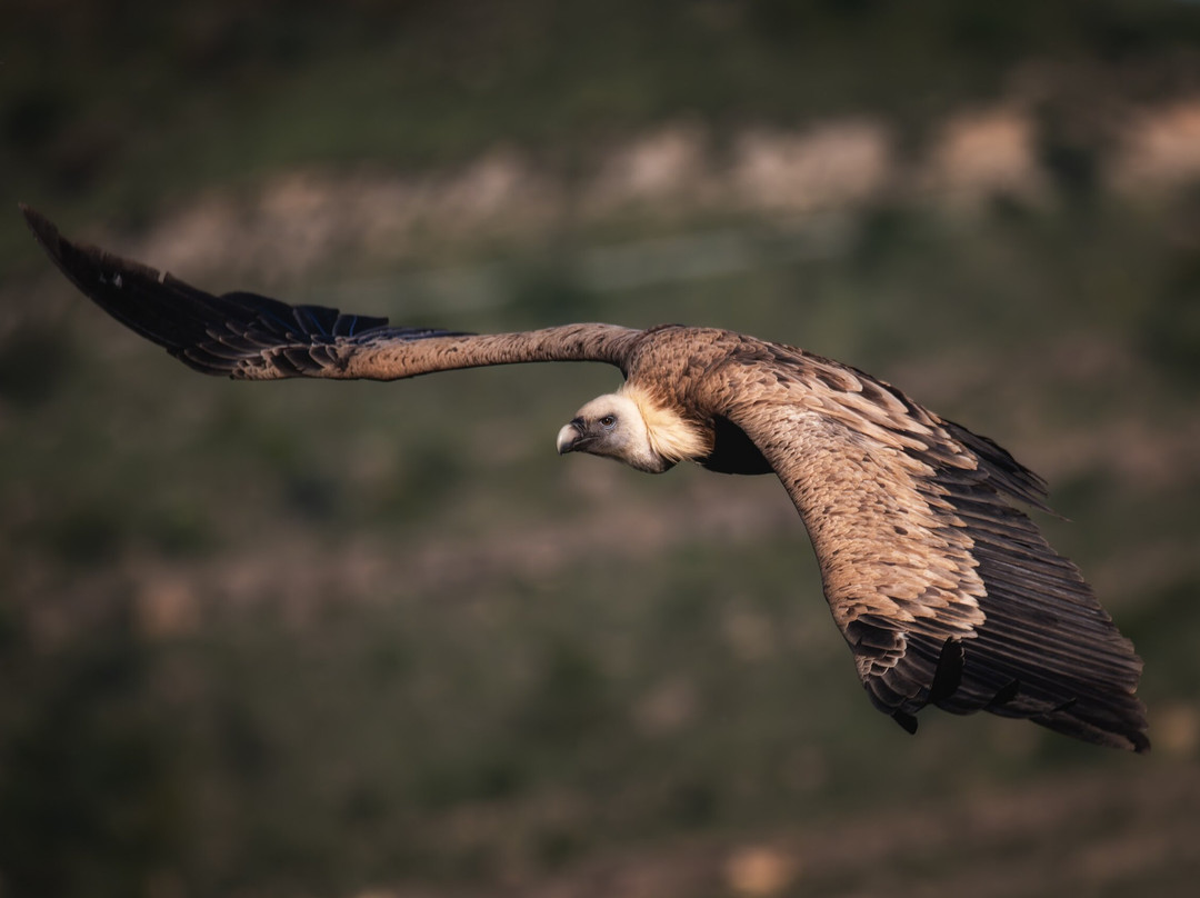 Ebro Delta Birding-Camarles必去景点