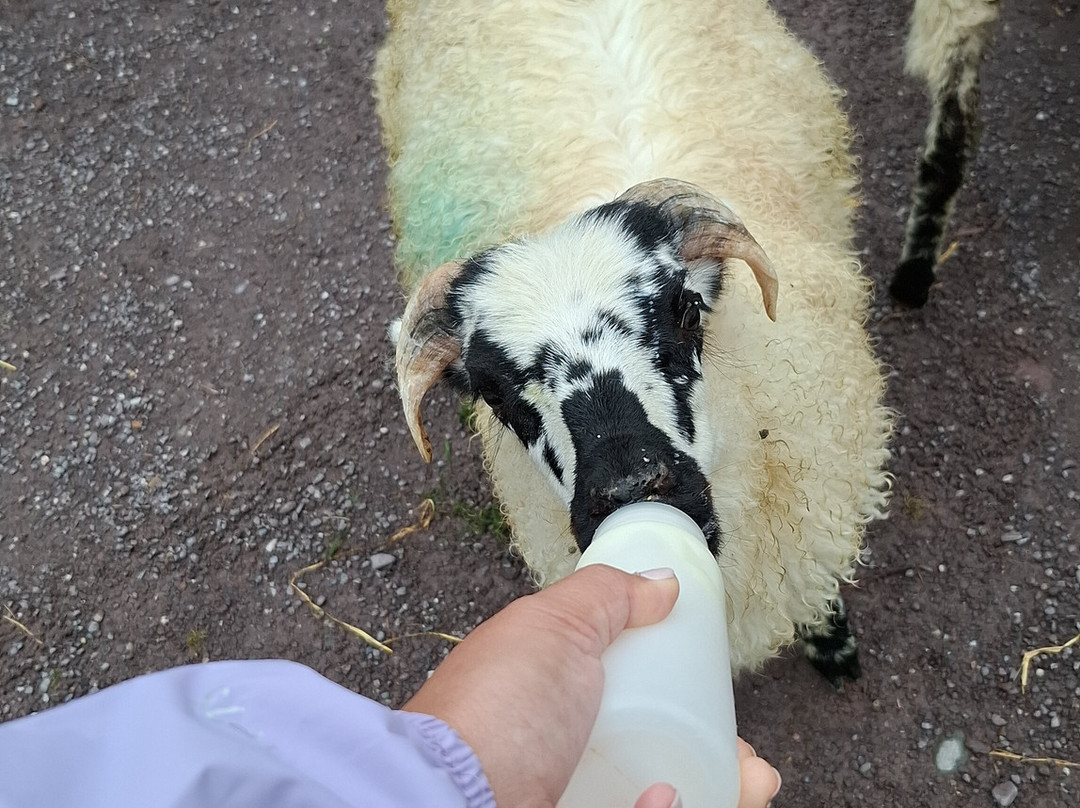 West Kerry Sheep Dog Demonstrations-凯里郡必去景点