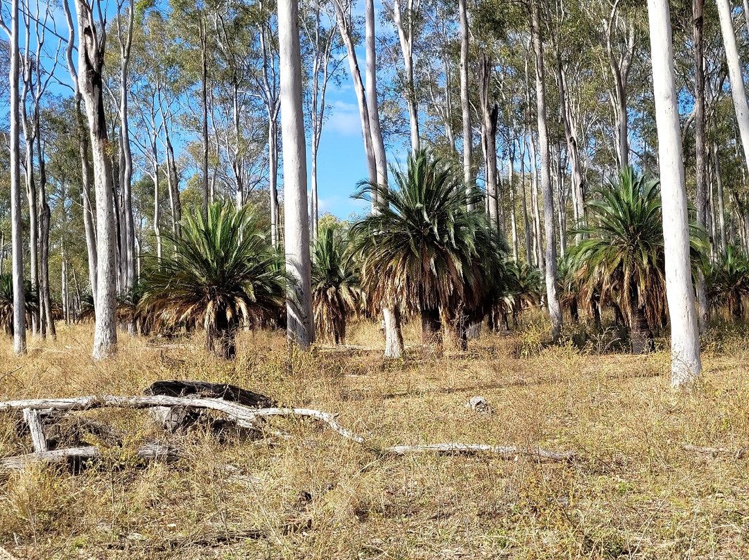 Central Queensland Nature Tours-罗尔斯顿必去景点