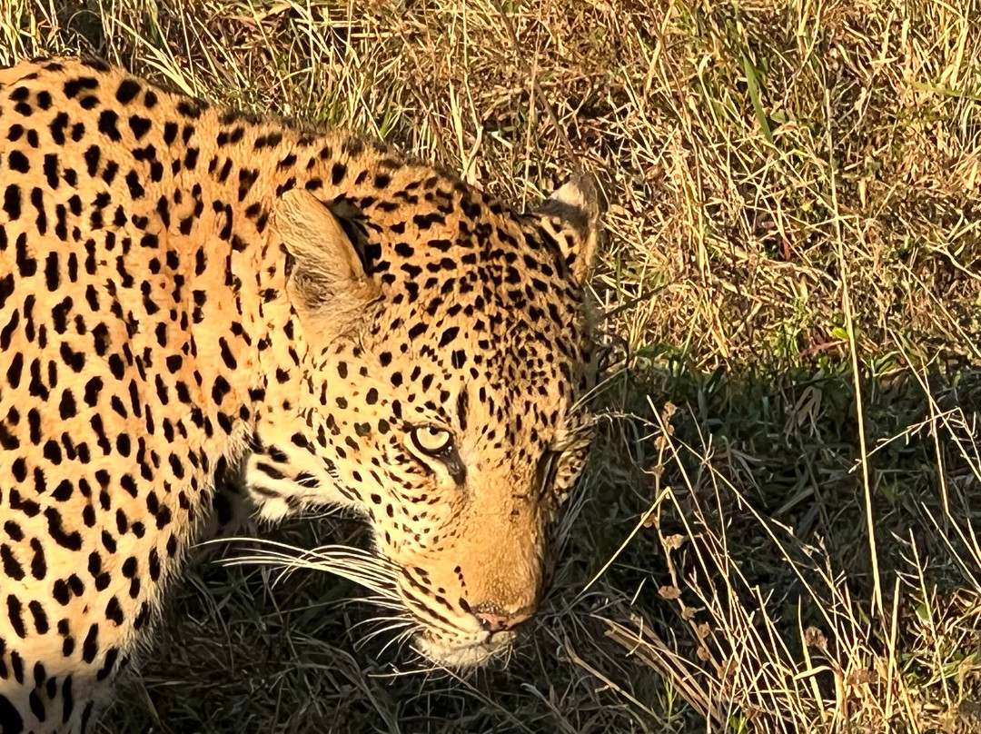 Makhasa Private Game Lodge主图