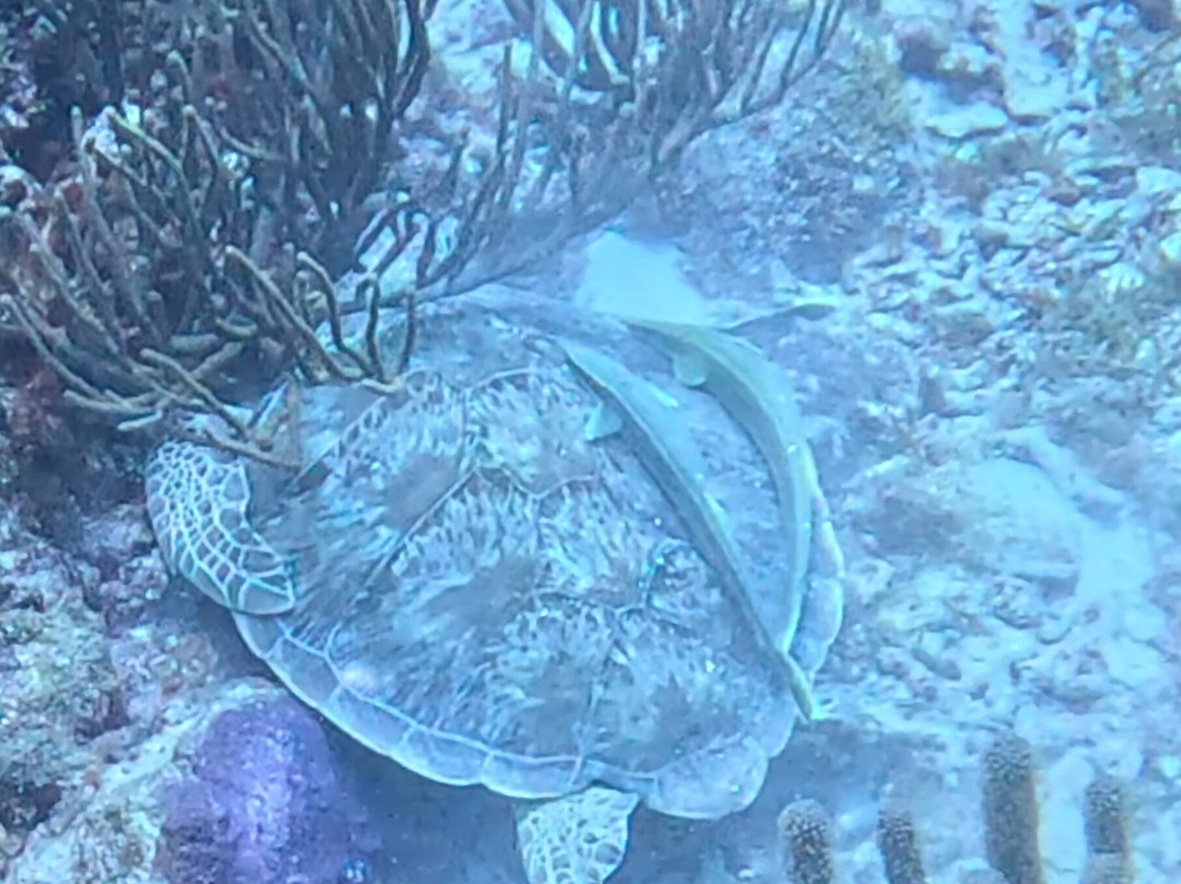 PR Dive-Bayamon必去景点