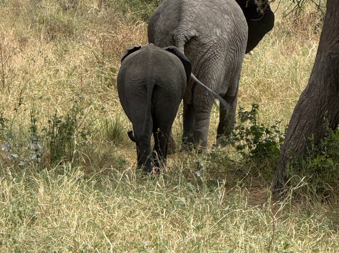 Priva Safaris and Adventures-姆万扎必去景点