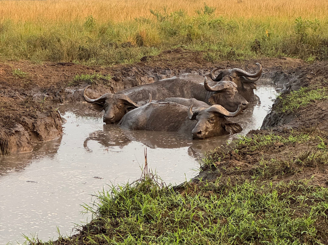 Kabaffulo Safaris-Katunguru必去景点