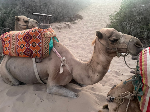 Palma Quad-索维拉必去景点