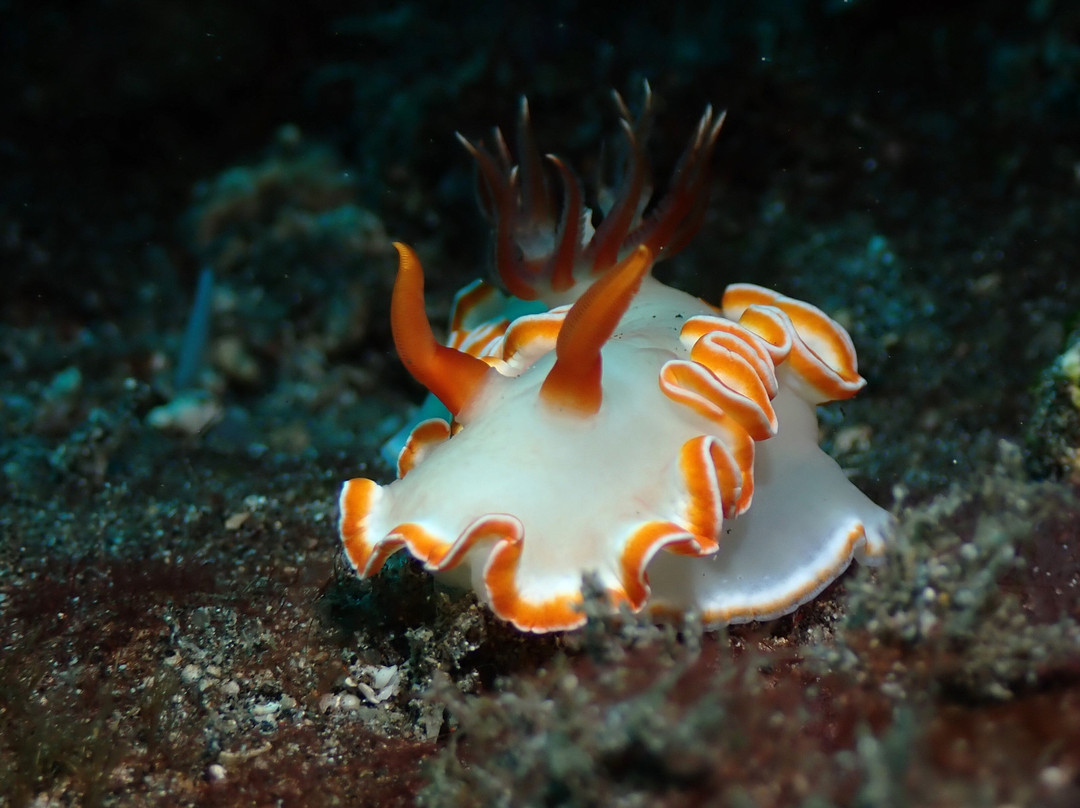 Widana Dive Service-八丹拜必去景点