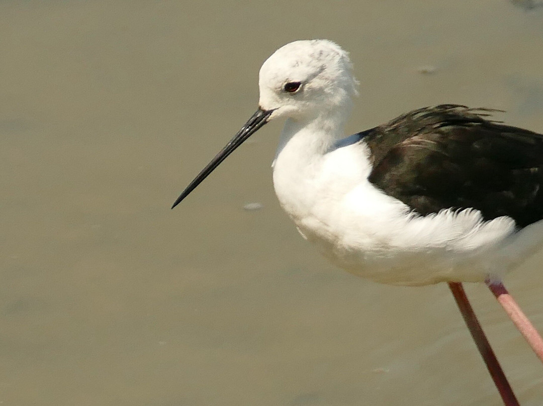 Riserva Valle Canal Novo-Marano Lagunare必去景点