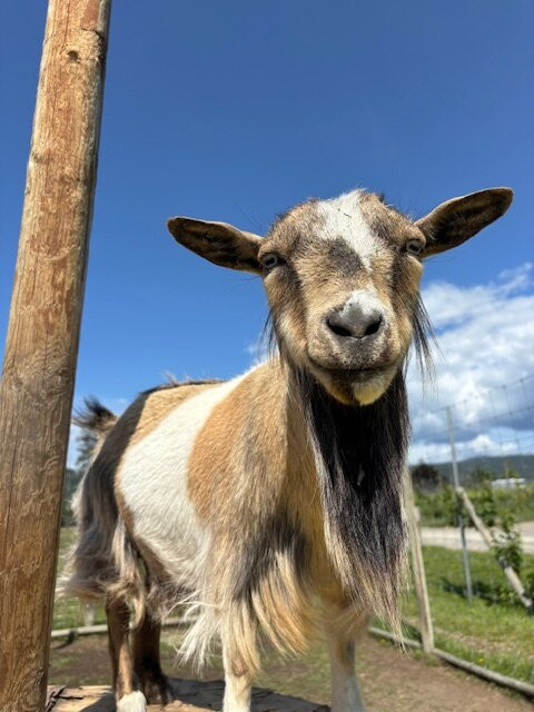 Off The Grid Organic Winery-西基隆拿必去景点