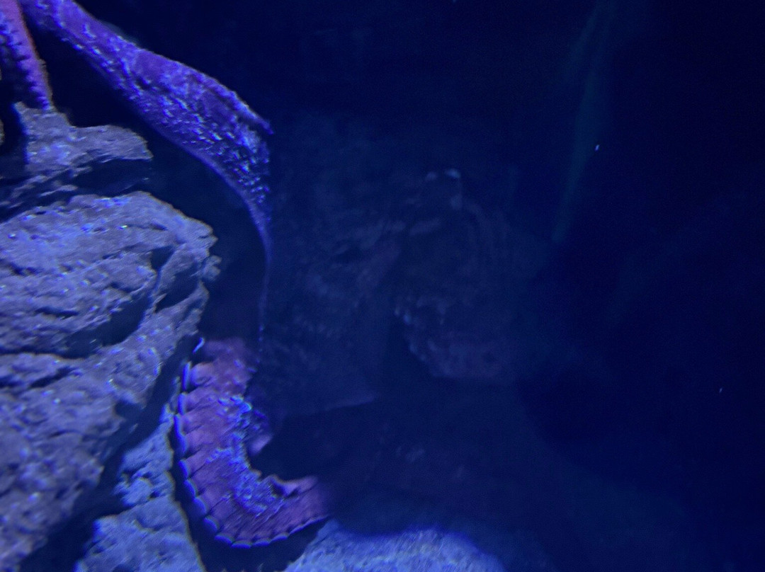 OdySea Aquarium-斯科茨代尔必去景点