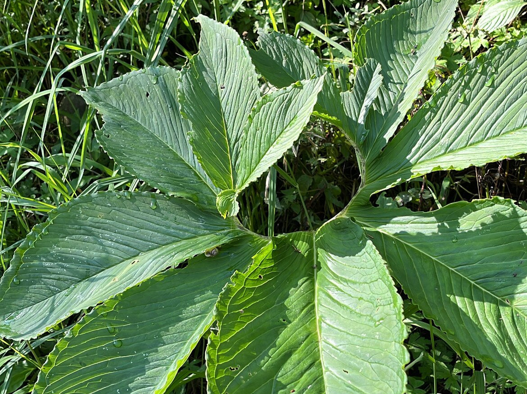 Kasauli Nature Walks With Vanita-Kasauli必去景点