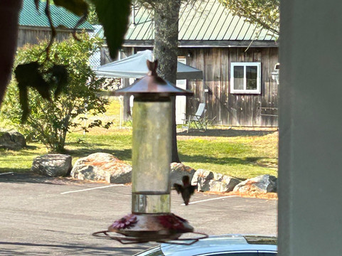 正常黑莓 B&B 民宿主图