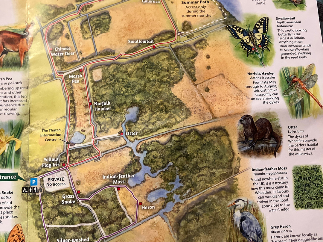 Wheatfen Nature Reserve Surlingham-诺威奇必去景点