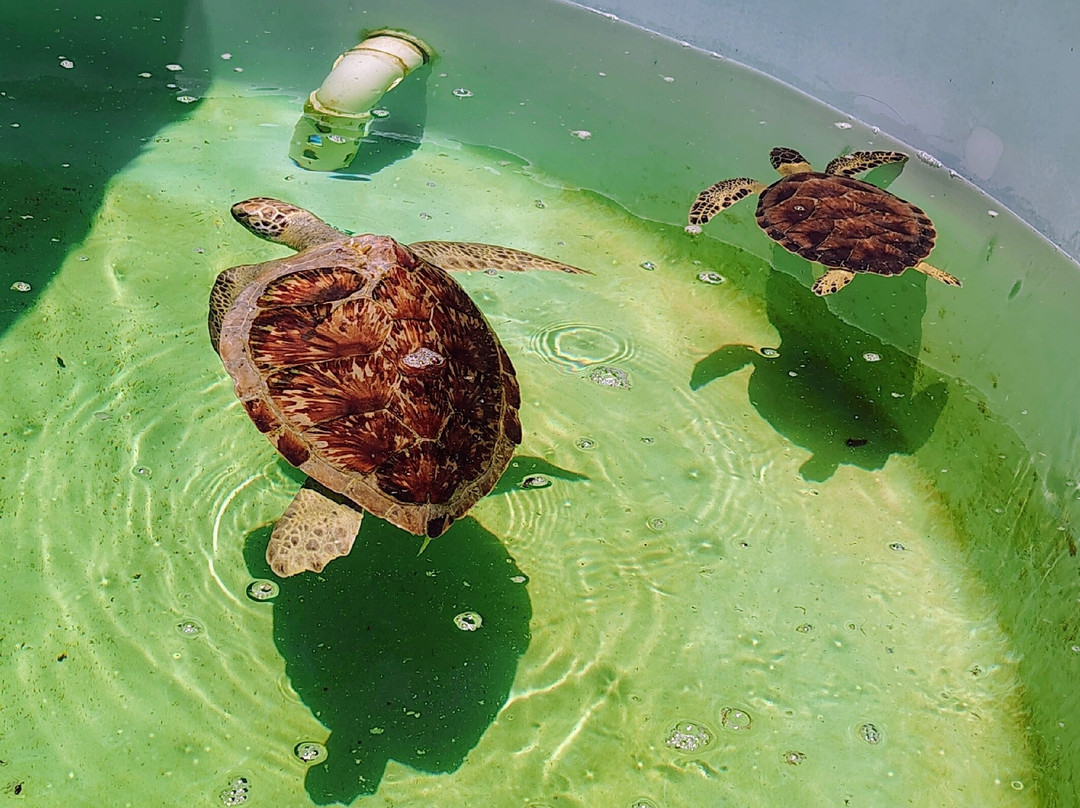 Texas Sealife Center-科珀斯克里斯蒂市必去景点