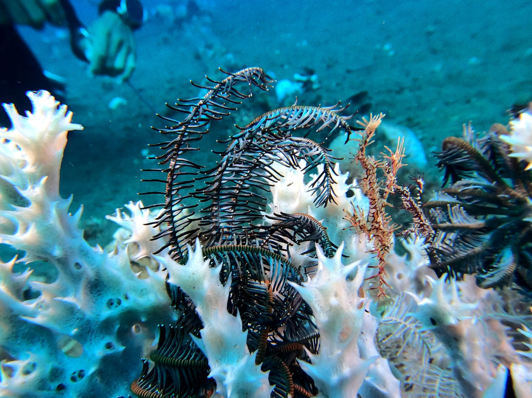 Dive Society Dauin-岛印必去景点