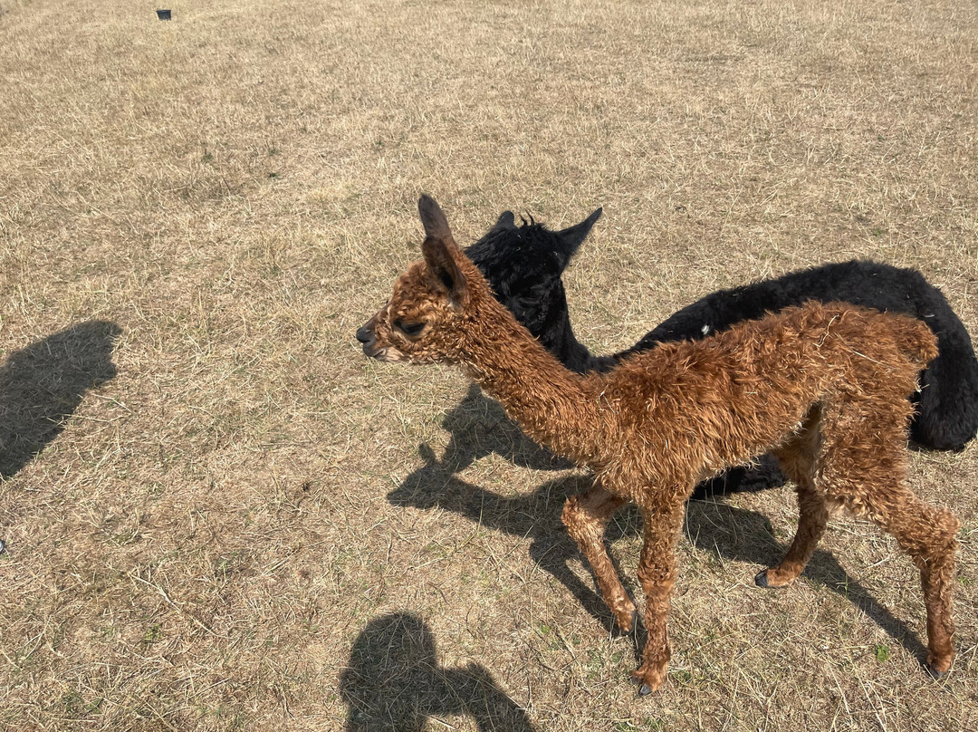 Lane House Alpaca Farm