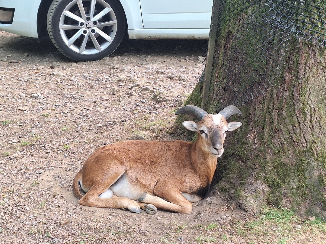 Wild- & Erlebnispark Daun-Daun必去景点