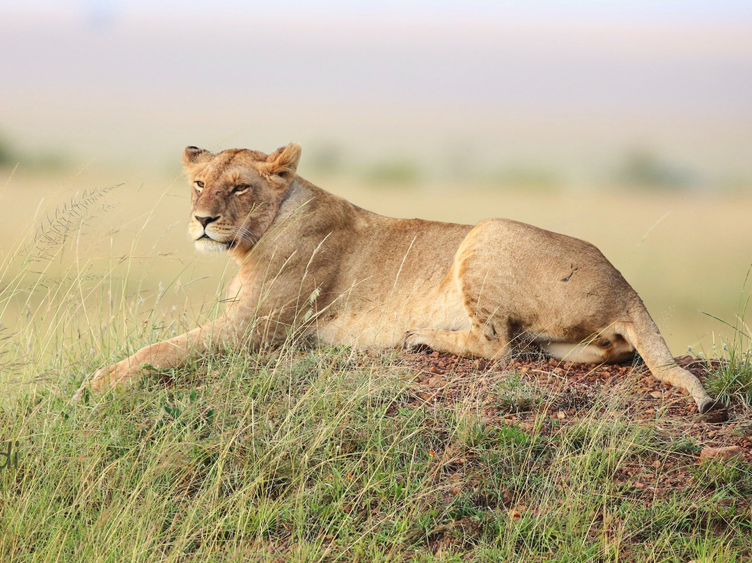 Dawn In Africa Safaris - Day Tours-内罗毕必去景点