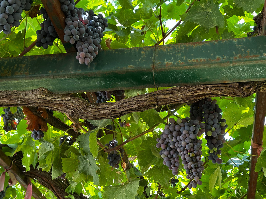 Ktima Palivou-Nemea必去景点