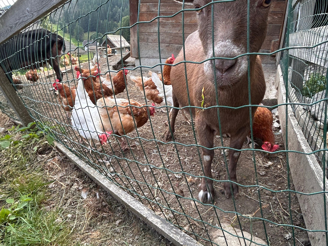 Familienhotel Gasthof Hinteregger主图