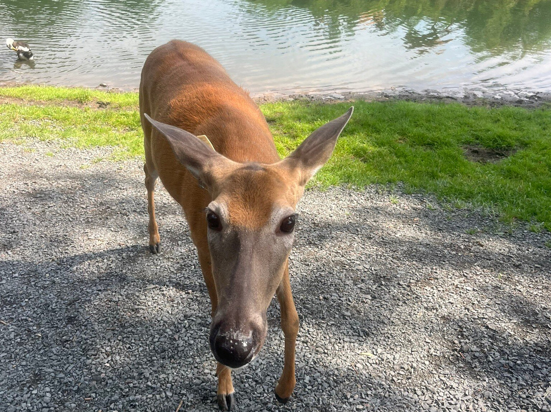 FAWN DOE ROSA Wildlife Educational Park-Saint Croix Falls必去景点