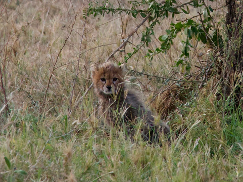 Wild Media Safaris-莫西必去景点