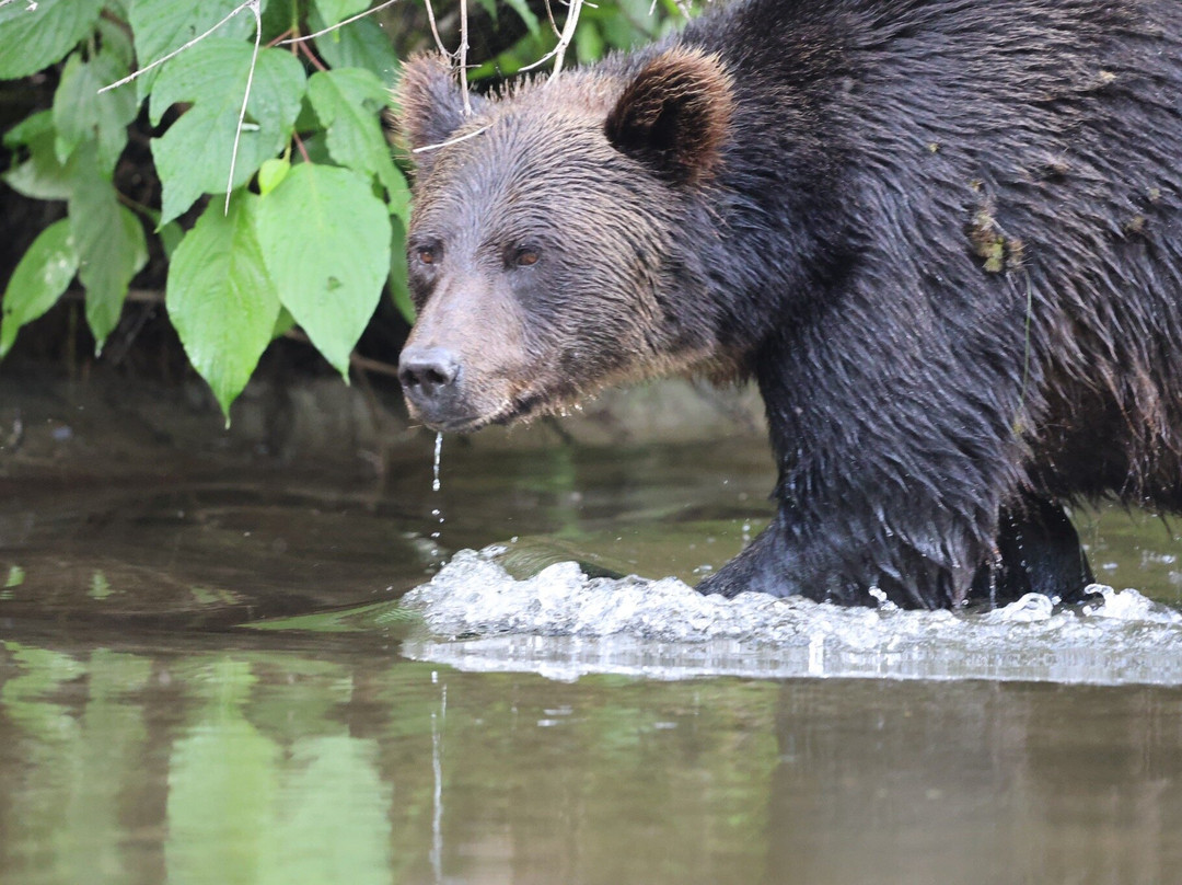 Kynoch Adventures-Bella Coola必去景点