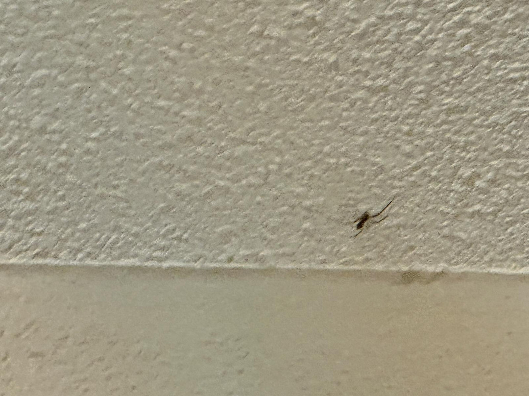 老荷兰酒店主图