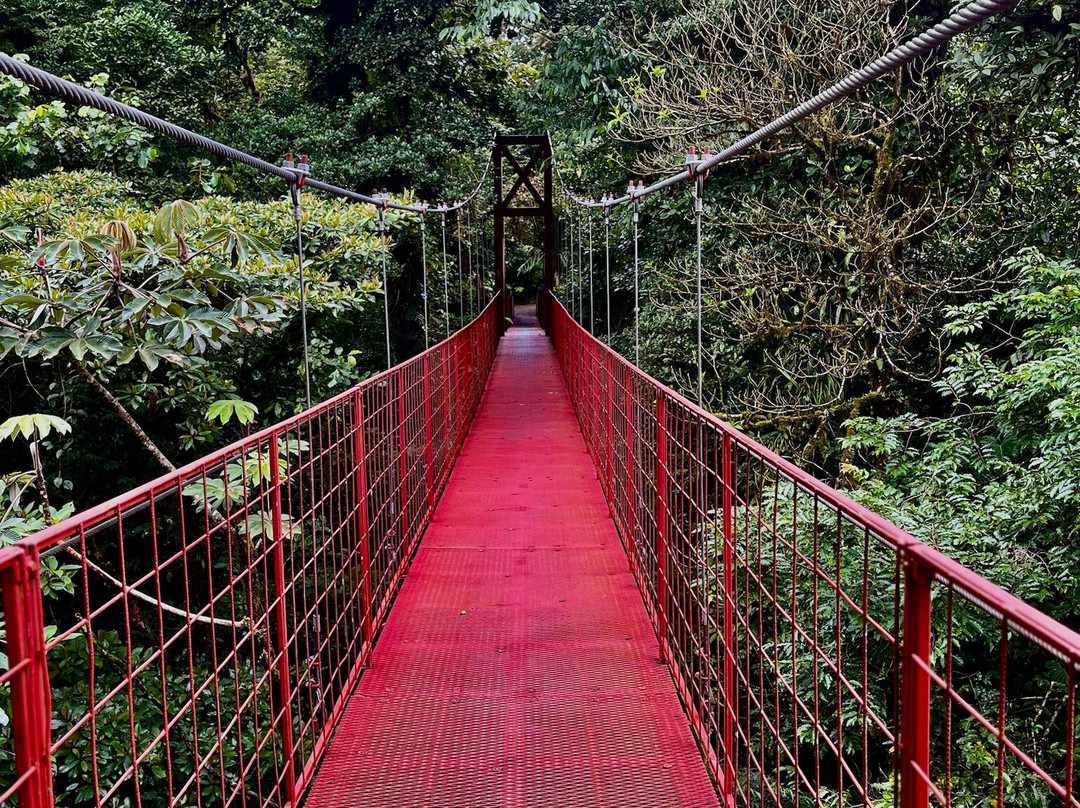 Forest Alive-蒙特沃德必去景点
