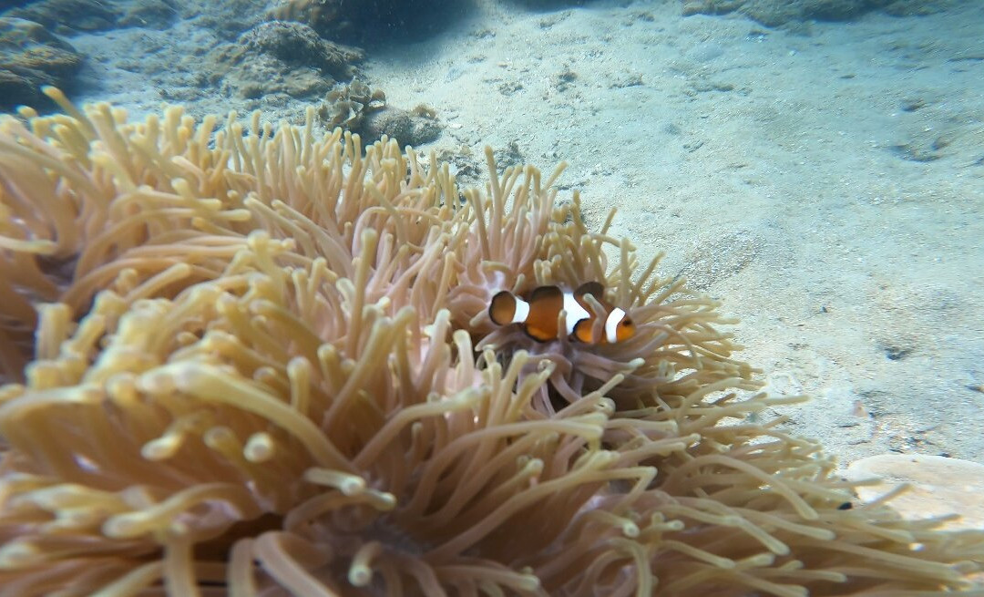 Juara Scuba Academy-刁曼岛必去景点