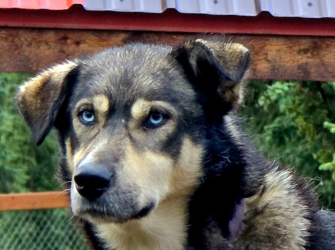 Husky Homestead-德纳利国家公园和自然保护区必去景点