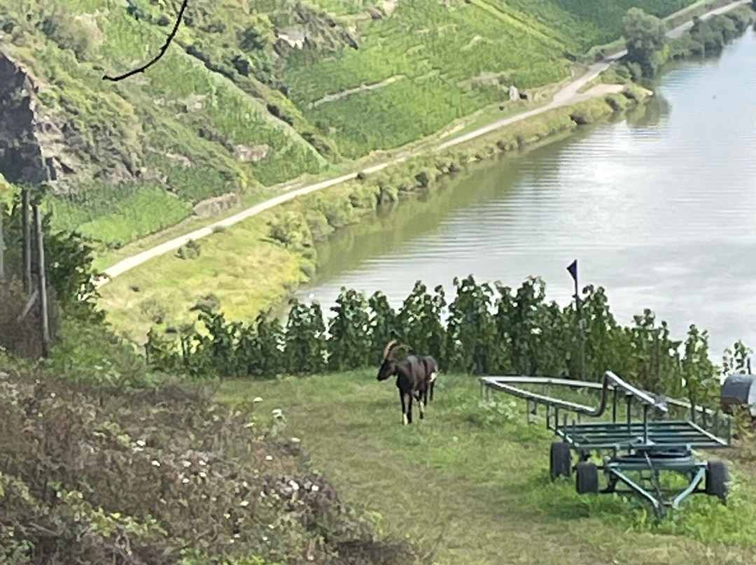 Drieschhütte-Puenderich必去景点