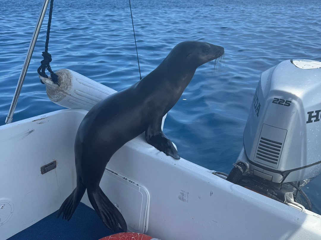 On Board Baja-拉巴斯必去景点