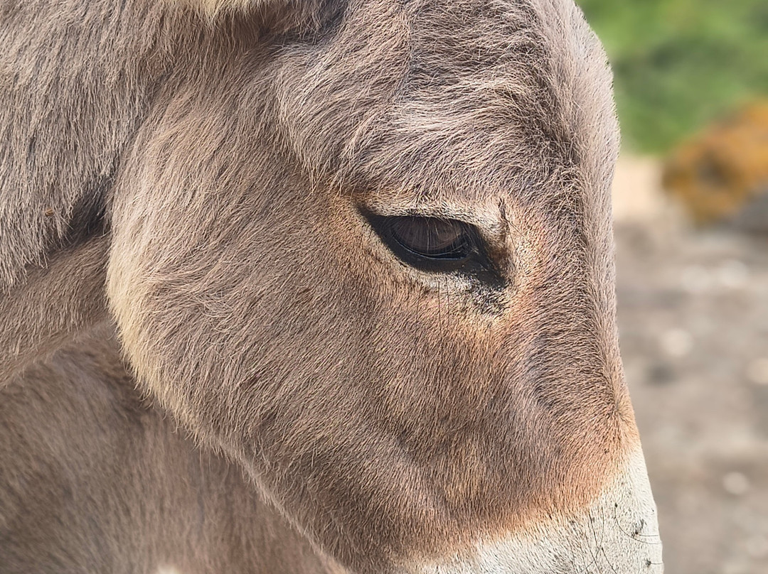 Asinara Charter Service-斯廷蒂诺必去景点