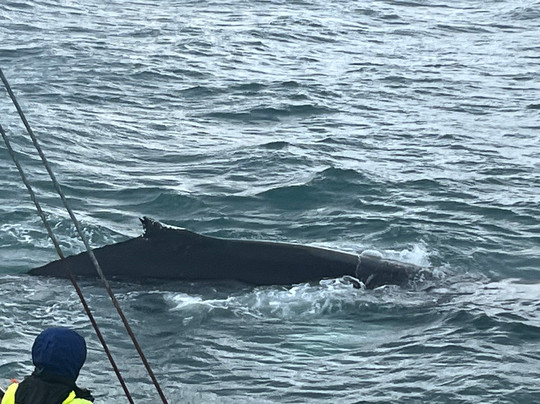 北方航行——胡萨维克观鲸-胡萨维克必去景点