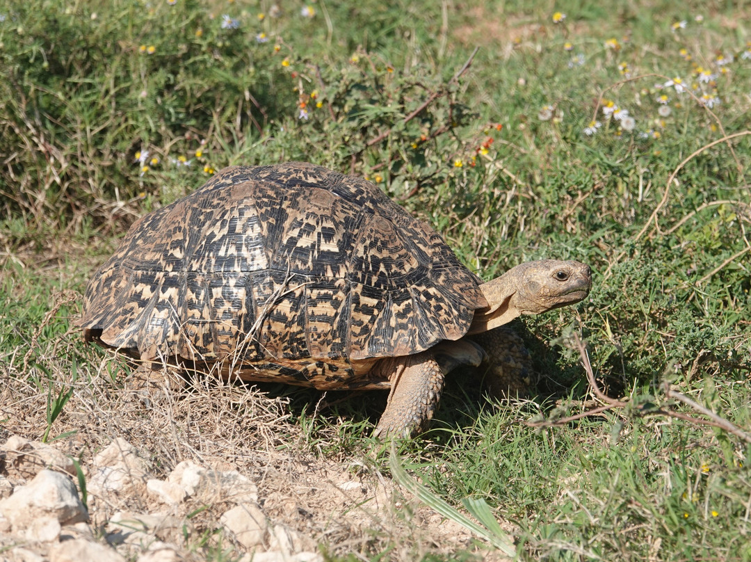 Afroventures Tours & Safaris-伊丽莎白港必去景点