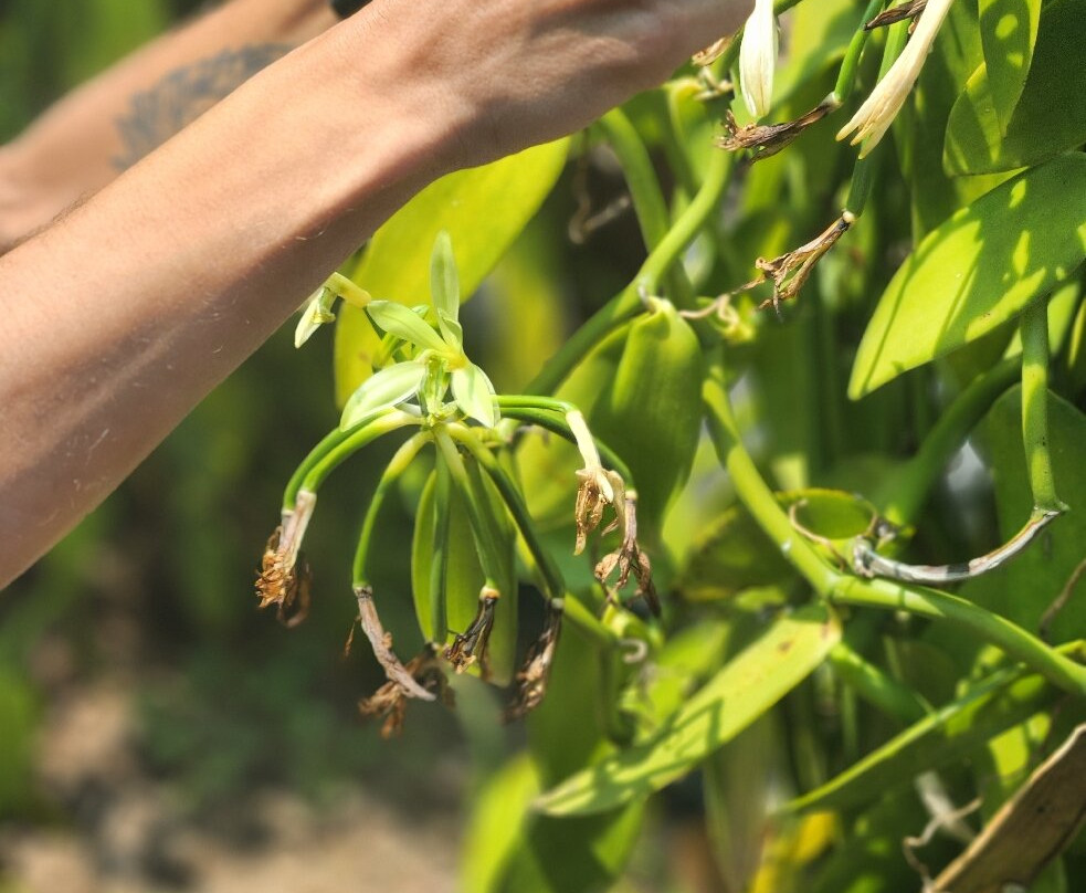 La Vanilleraie Domaine Du Grand Hazier-Sainte-Suzanne必去景点