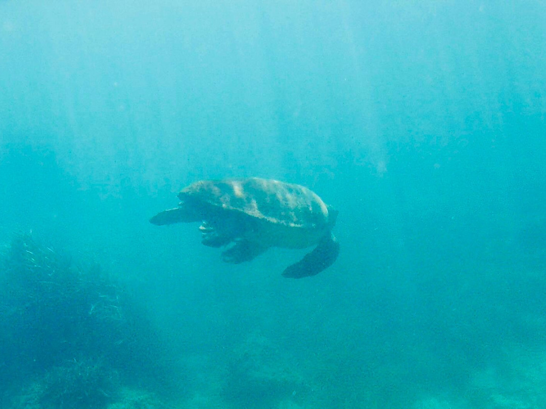 SUP Tours Paphos-Coral Bay必去景点