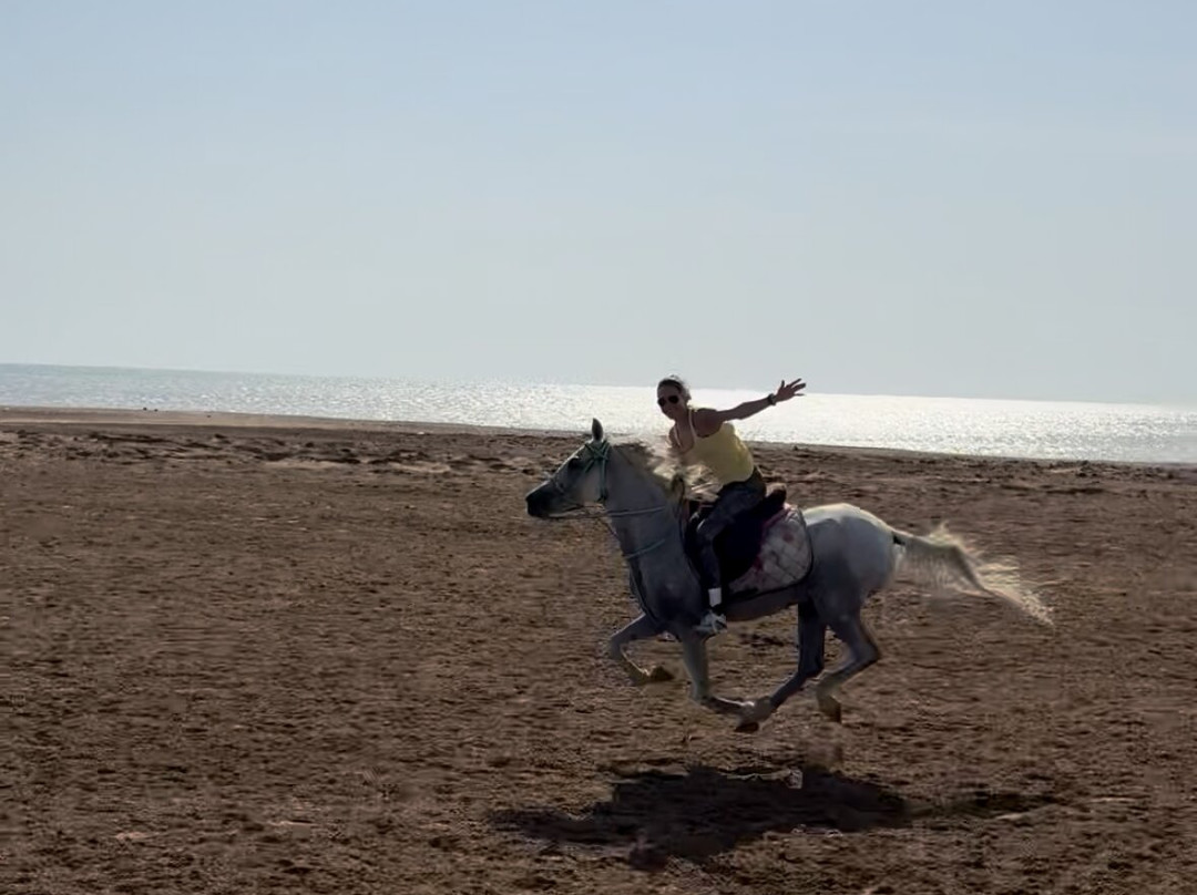 Yallahorse Stable-艾高娜必去景点