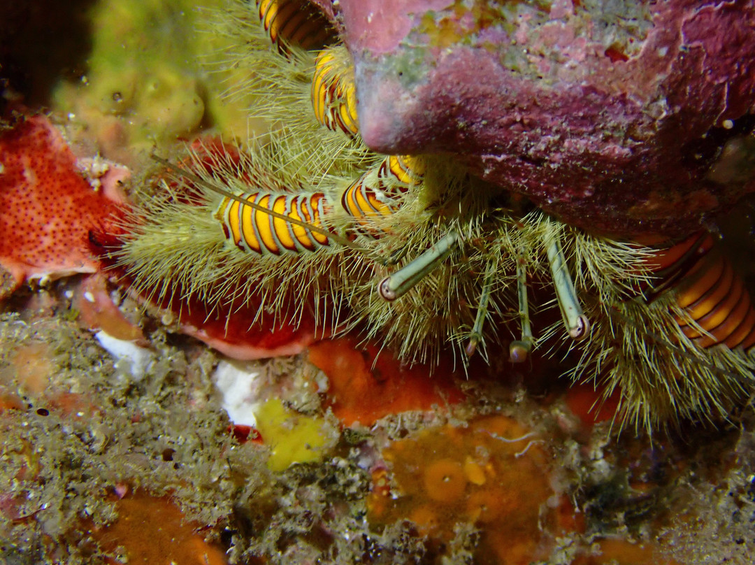 Just Diving-Bain Boeuf必去景点