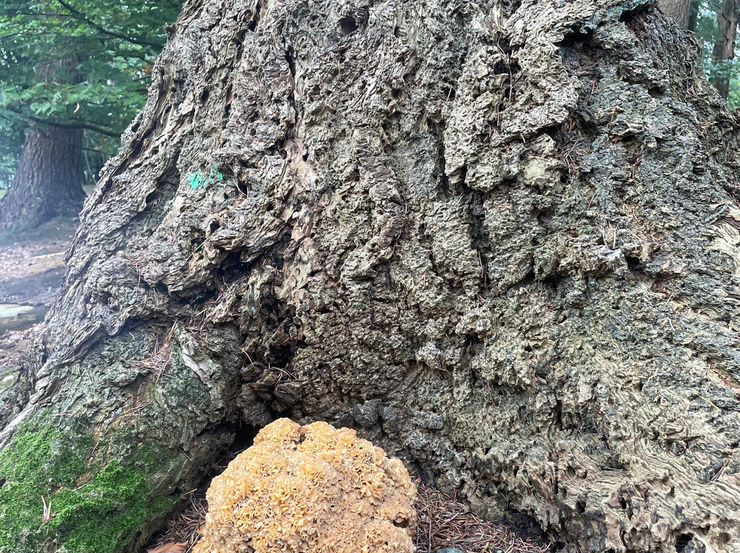 Keswick Canoe and Bushcraft-凯瑟克必去景点