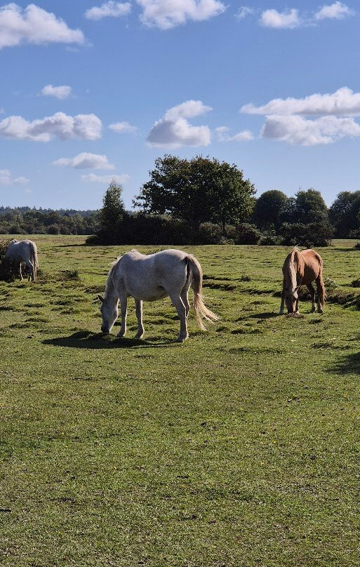 新森林国家公园-林德赫斯特必去景点